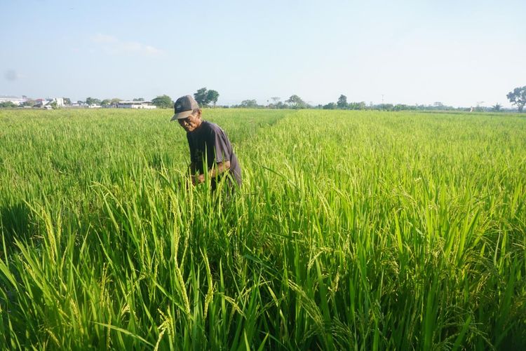Saving Rojolele Rice from Becoming a Distant Memory