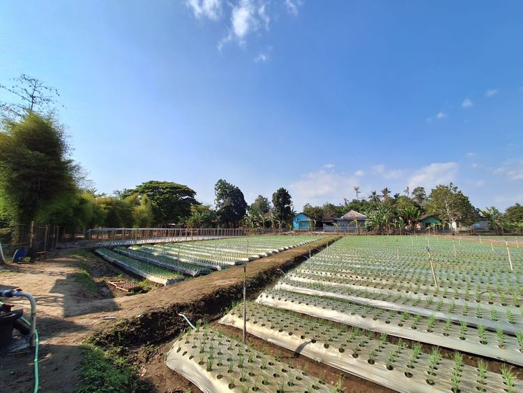 Artificial Intelligence in the Hands of Bantul Farmers