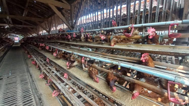 Nutraceuticals: The Replacement for Livestock Growth Antibiotics