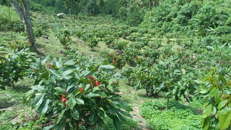 How Cacao Cultivation Raises Household Incomes in Bolaang Mongondow