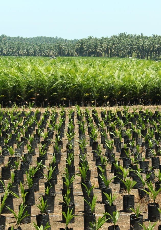What Is the EU Deforestation Regulation? 8 Key Questions, Answered