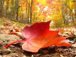 leaf