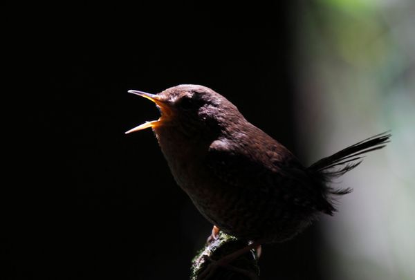 advent journal: singing in the dark
