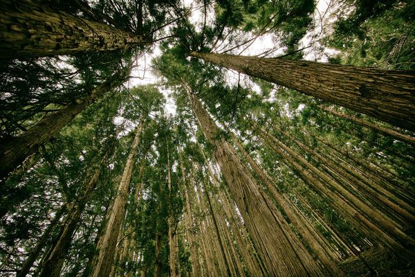 lenten journal: an ear to the ground