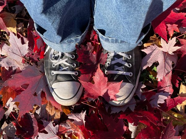 advent journal: leaf lessons