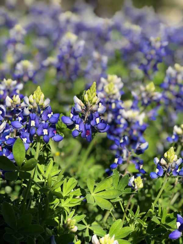 lenten journal: among the wildflowers