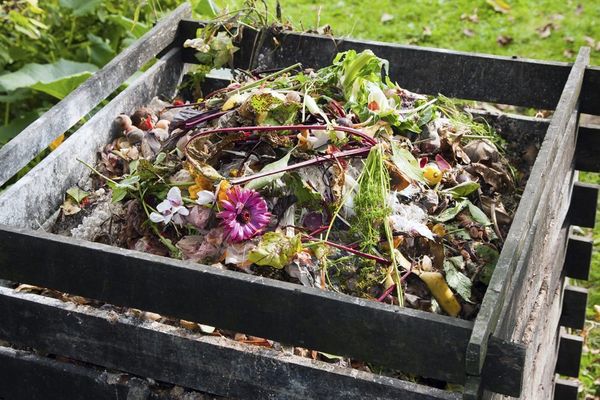 advent journal: blessed are the compost
