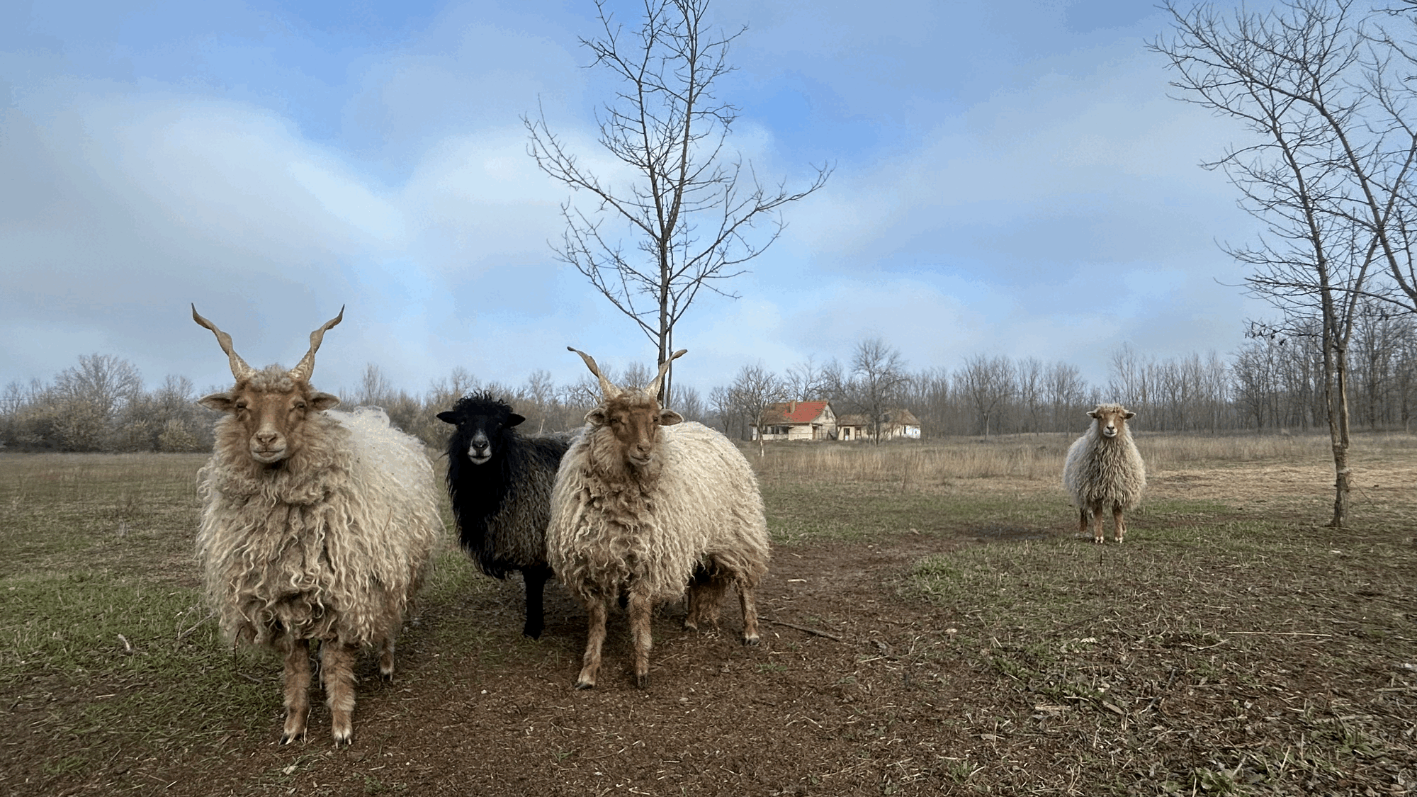 🎃 HalloHongarije – Herfsteditie 2025