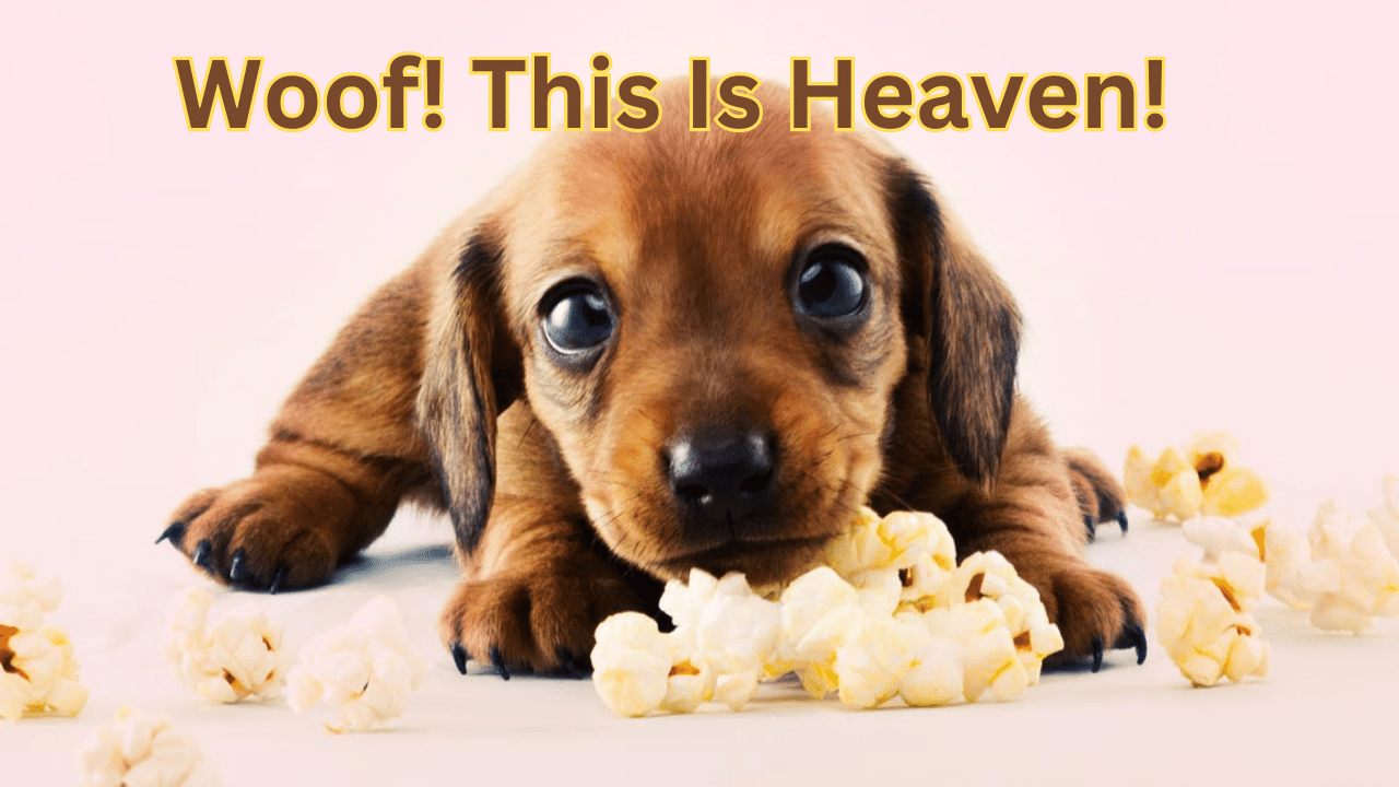 Dog and Popcorn