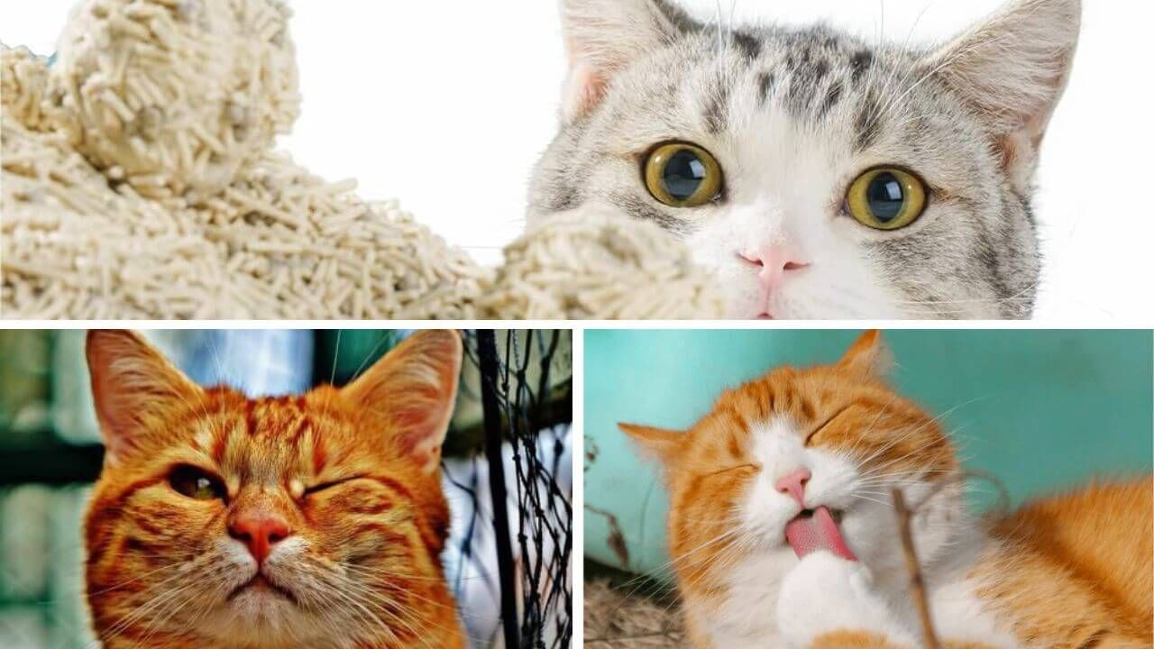 Cats with faces responding to their cat litter attracting bugs