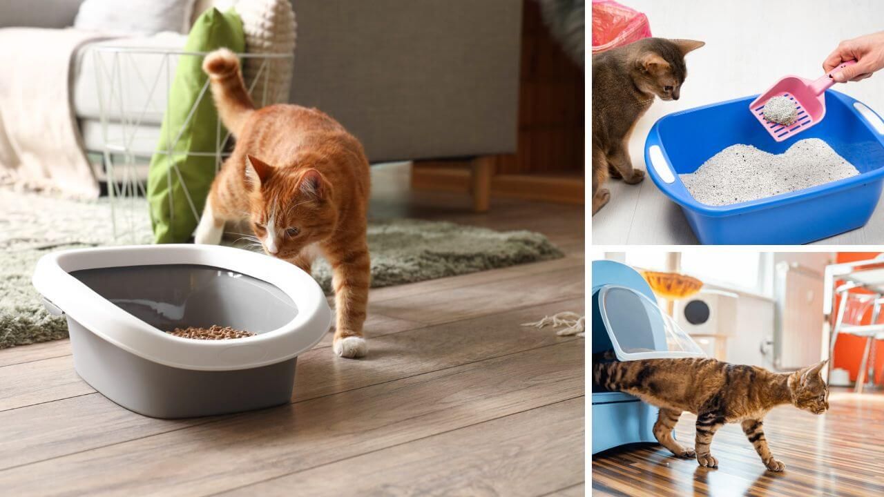 Cat exploring tofu cat litter, a cat using a tofu cat litter box, and a person scooping tofu cat litter