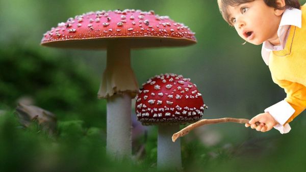 Genuine Mushroom Art: 10 Reasons Why It Will Bring Good Luck