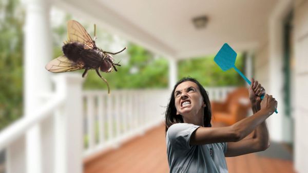 2023 Quest For Best Fly Trap: What Is the Most Effective Fly Trap?