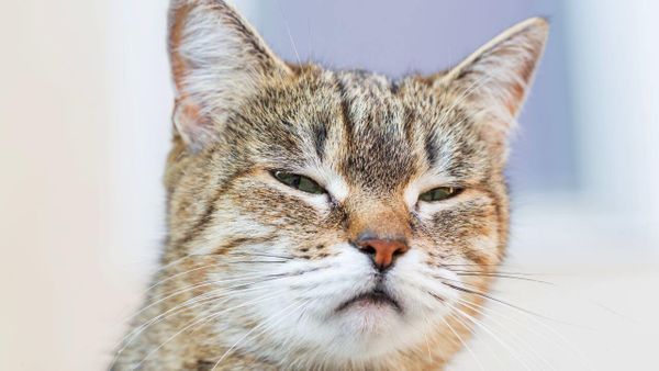 Is Tofu Litter Good for Cats? Here's An In-Depth Informative Look