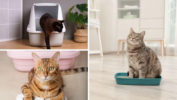 5 Tofu Cat Litters That Are Magic In A Box And Your Cat Will Thank You!