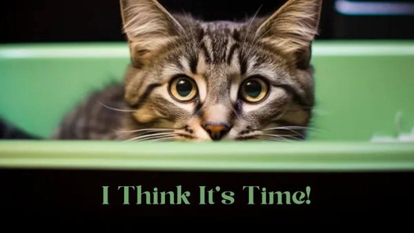 How Often Should You Change Tofu Cat Litter? Our Useful Guide