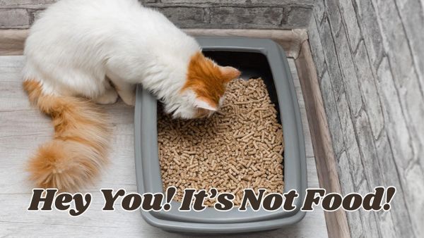 Why Is My Cat Eating Tofu Litter? A Useful Guide To Improve Cat Health