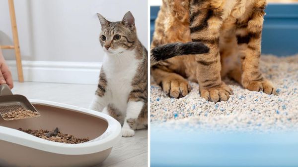 Is Tofu Cat Litter Better Than Clay? The Ultimate Guide To Delighting Your Cat