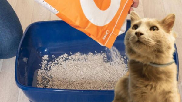 What is Tofu Cat Litter? The Surprising Cat Care Trend You Need to Try