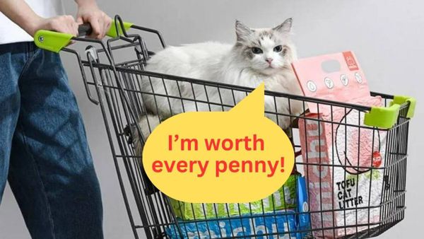 Why Is Tofu Cat Litter So Expensive? Reasons It's Worth Every Cent!