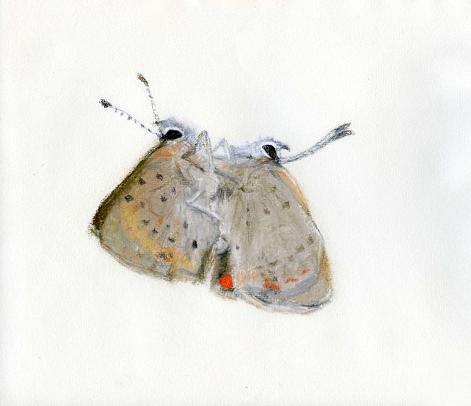 lepidopterae amatoriae © Eva Kaiser