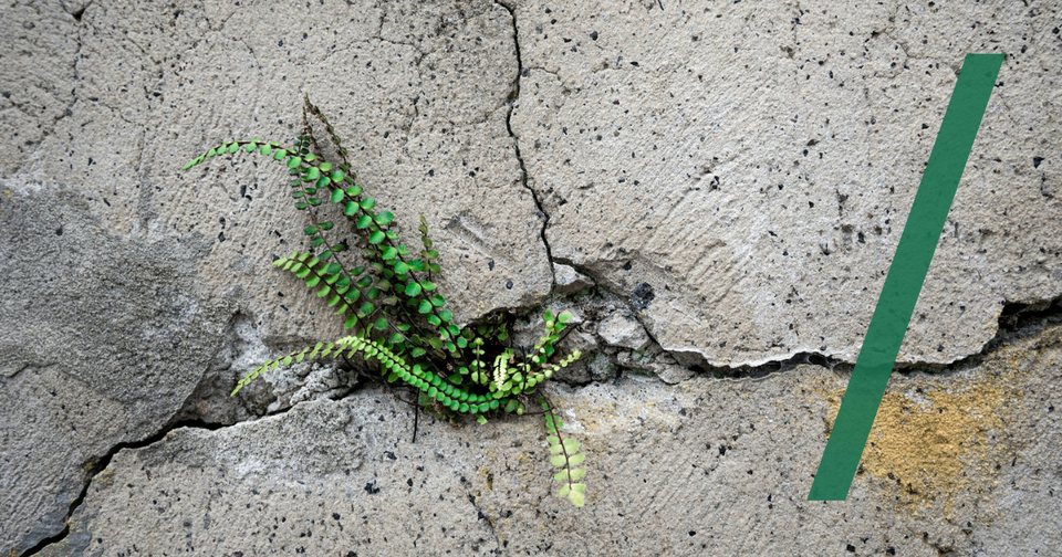 Foto: Grüne Pflanze wächst aus einem Riss in einer Betonmauer. Artem Shuba/Unsplash