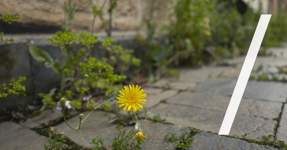 Foto: Ein Löwenzahn blüht in der Fuge eines Steinpflasters. engin akyurt/Unsplash