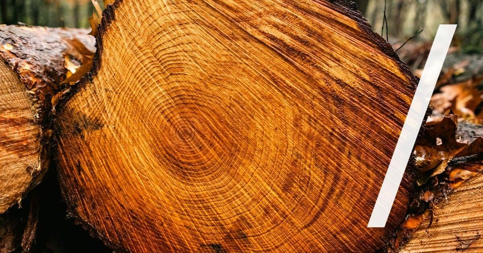 Foto: Querschnitt eines Baumstamms mit dicht liegenden Jahresringen in warmem Orange. Bouwe van Oosten/Unsplash