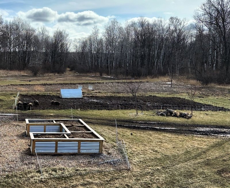   Pigs breaking ground on a new flower garden.  