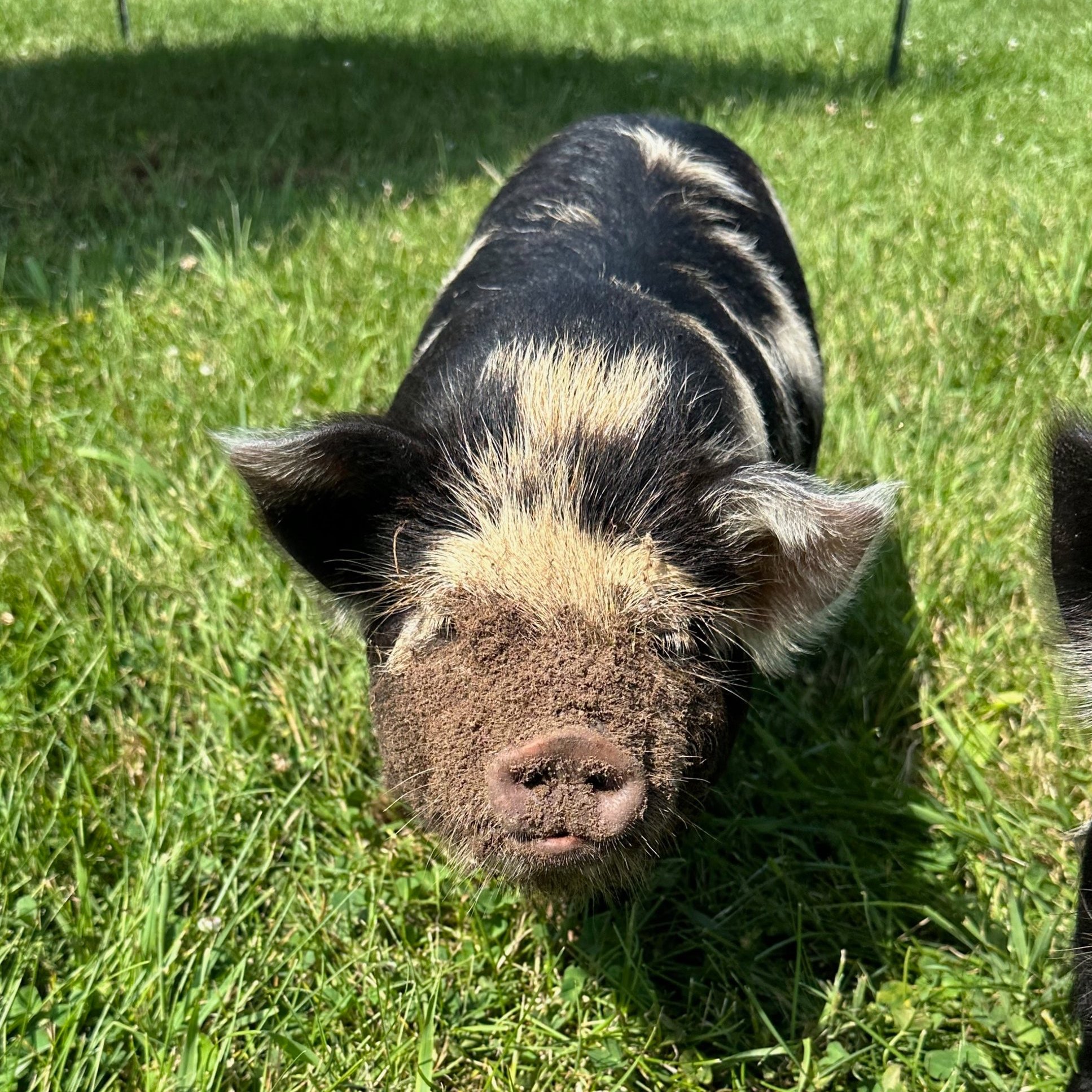   Cookie (AKKPS 34277) showing off her dirty face!  