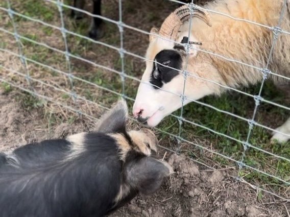 Cookie - AKKPS 34277 - Allen & Emily Rona 1 meeting an Icelandic Sheep!