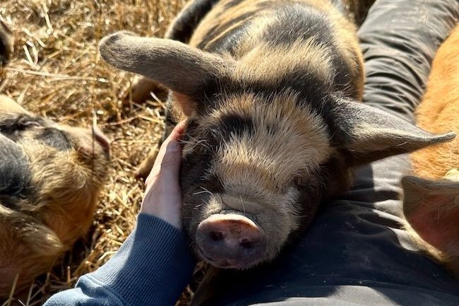 Meet our sweet barrow, Gumbo! Can you tell why he was selected to become a barrow? 