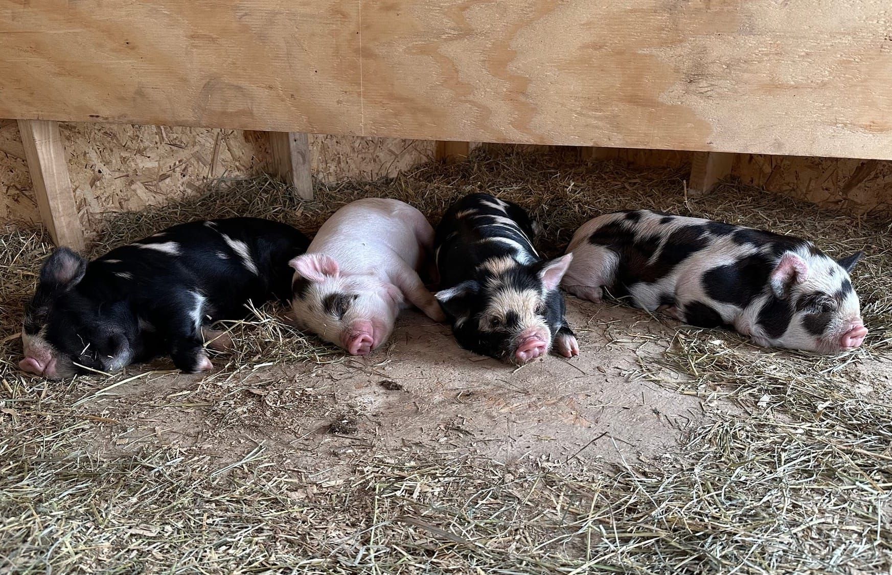 Preparing for Farrowing Day: Signs, Setup, and What to Expect