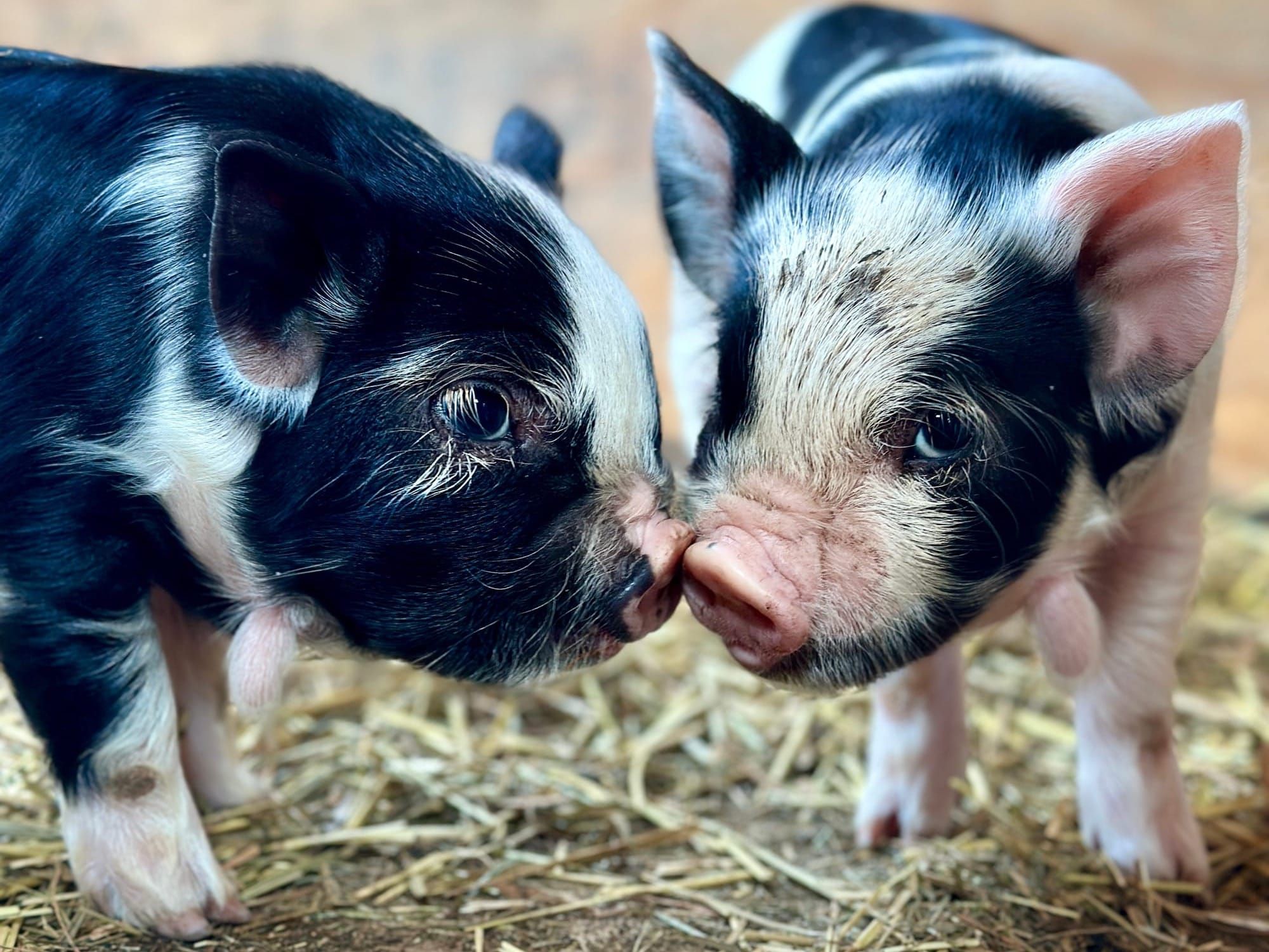 Bringing Home Your First KuneKune: The First 30 Days