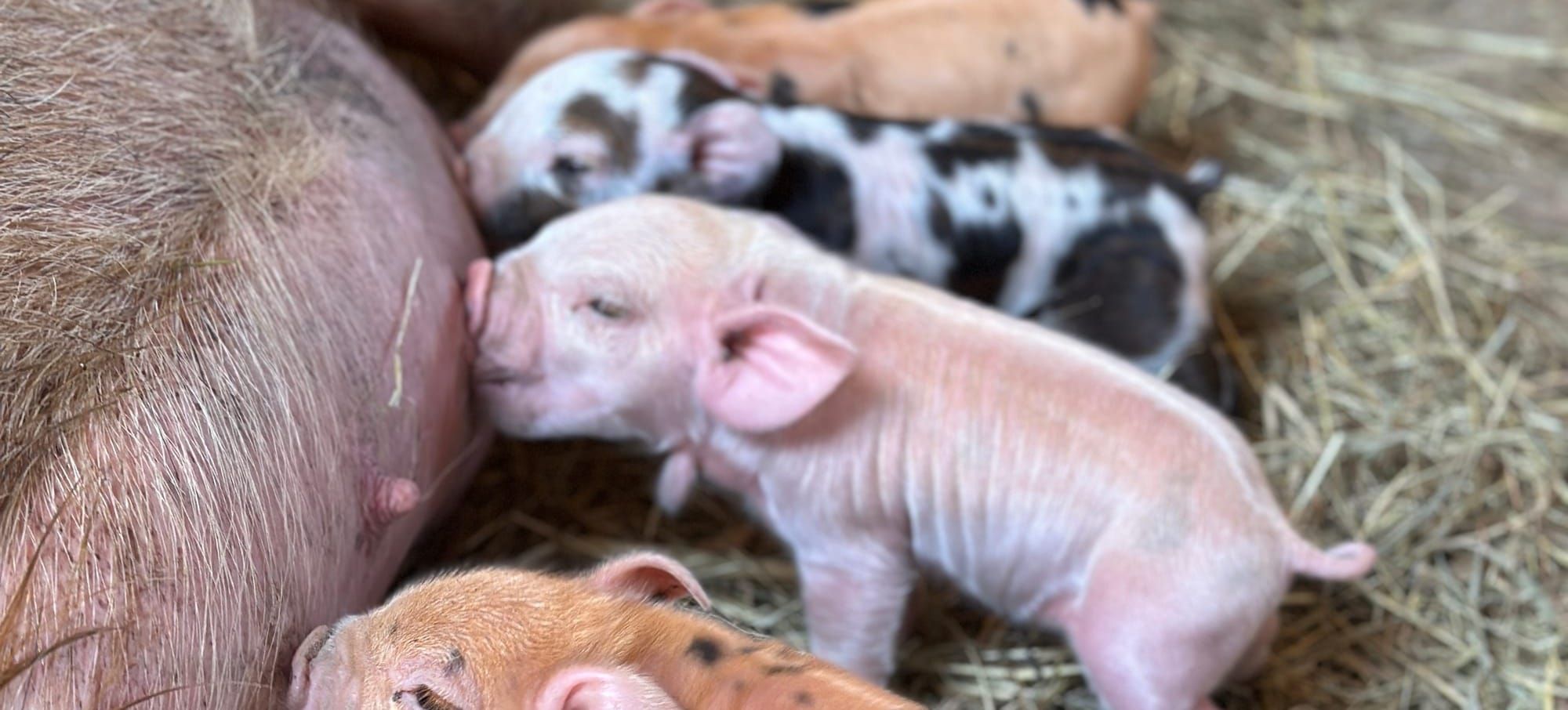 KuneKune Farrowing Calculator