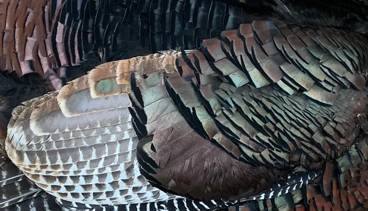 Reflecting On My 2019 Turkey Season