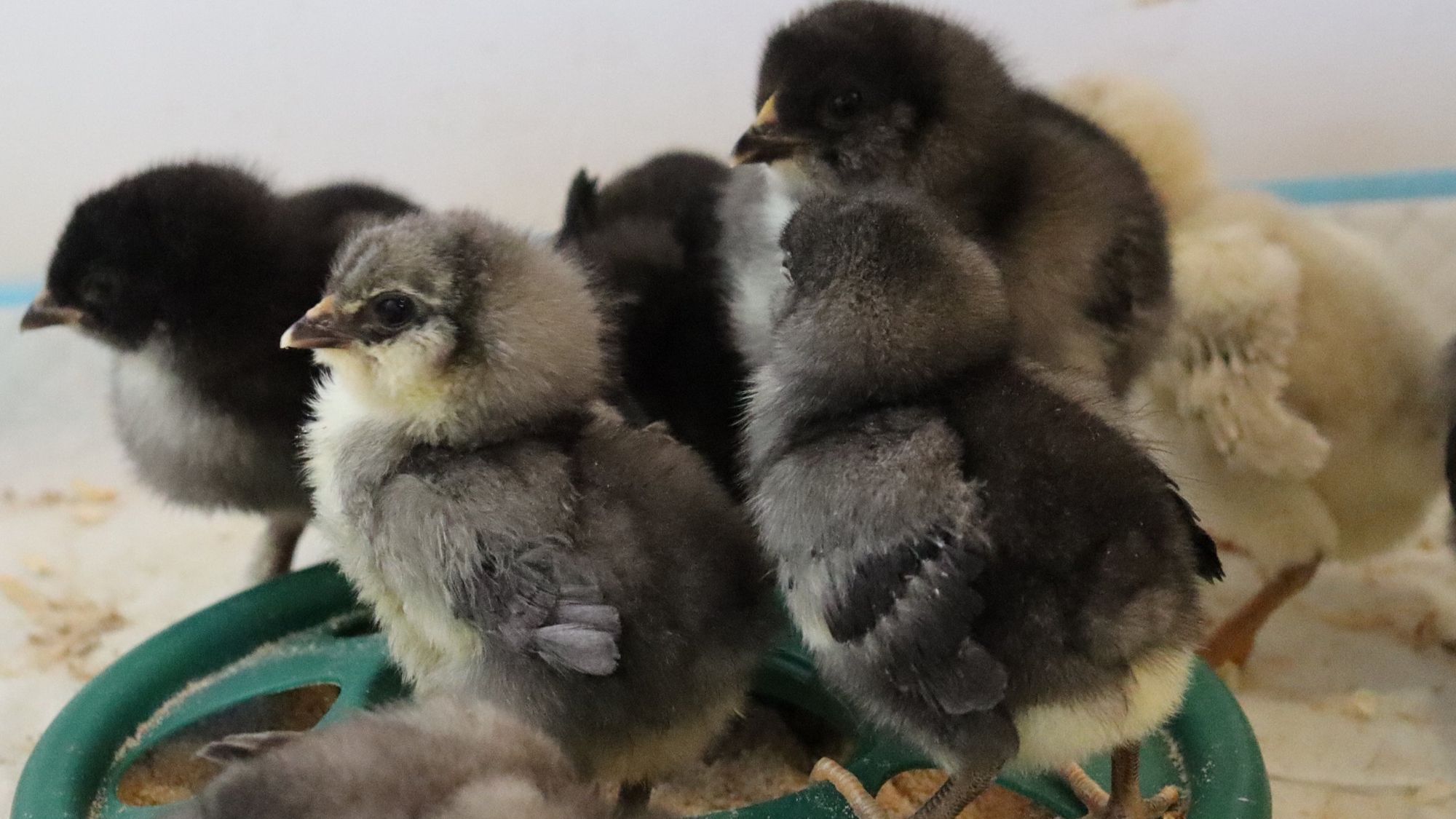 Results of our First Hatch of 2022!