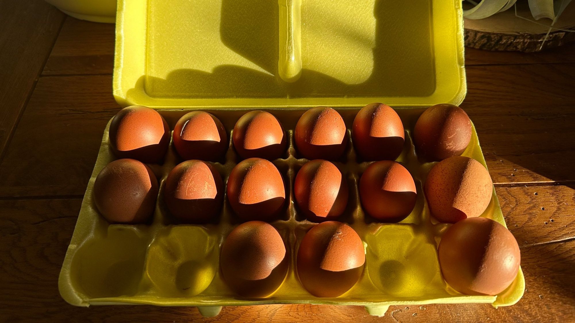 2023 Hatching Season Has Started!