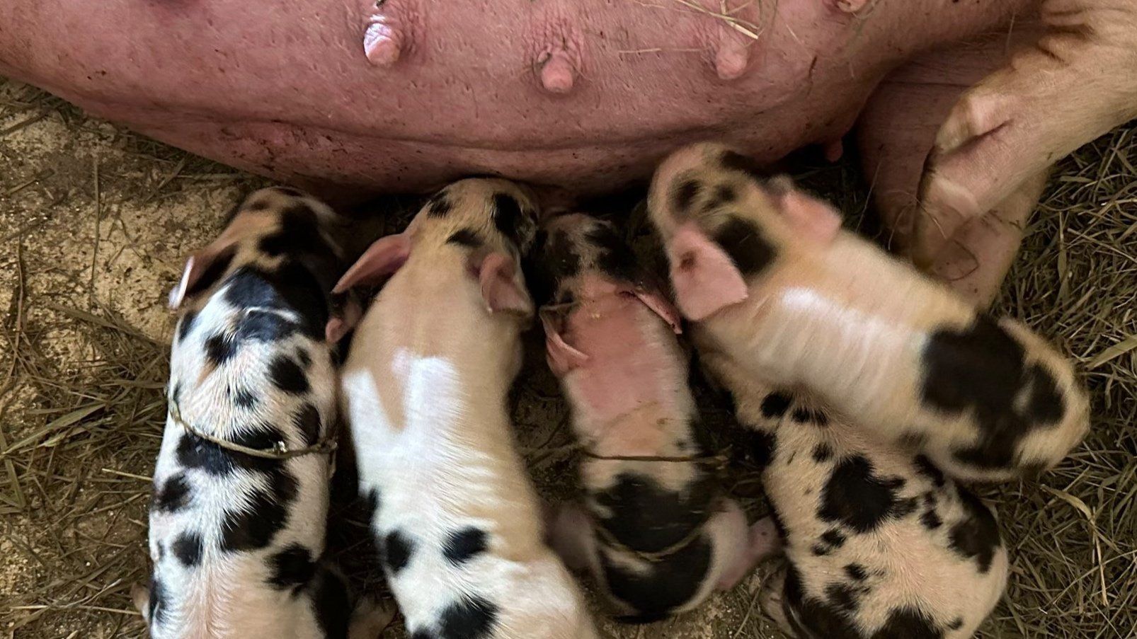 2024 Farrowing Plans!