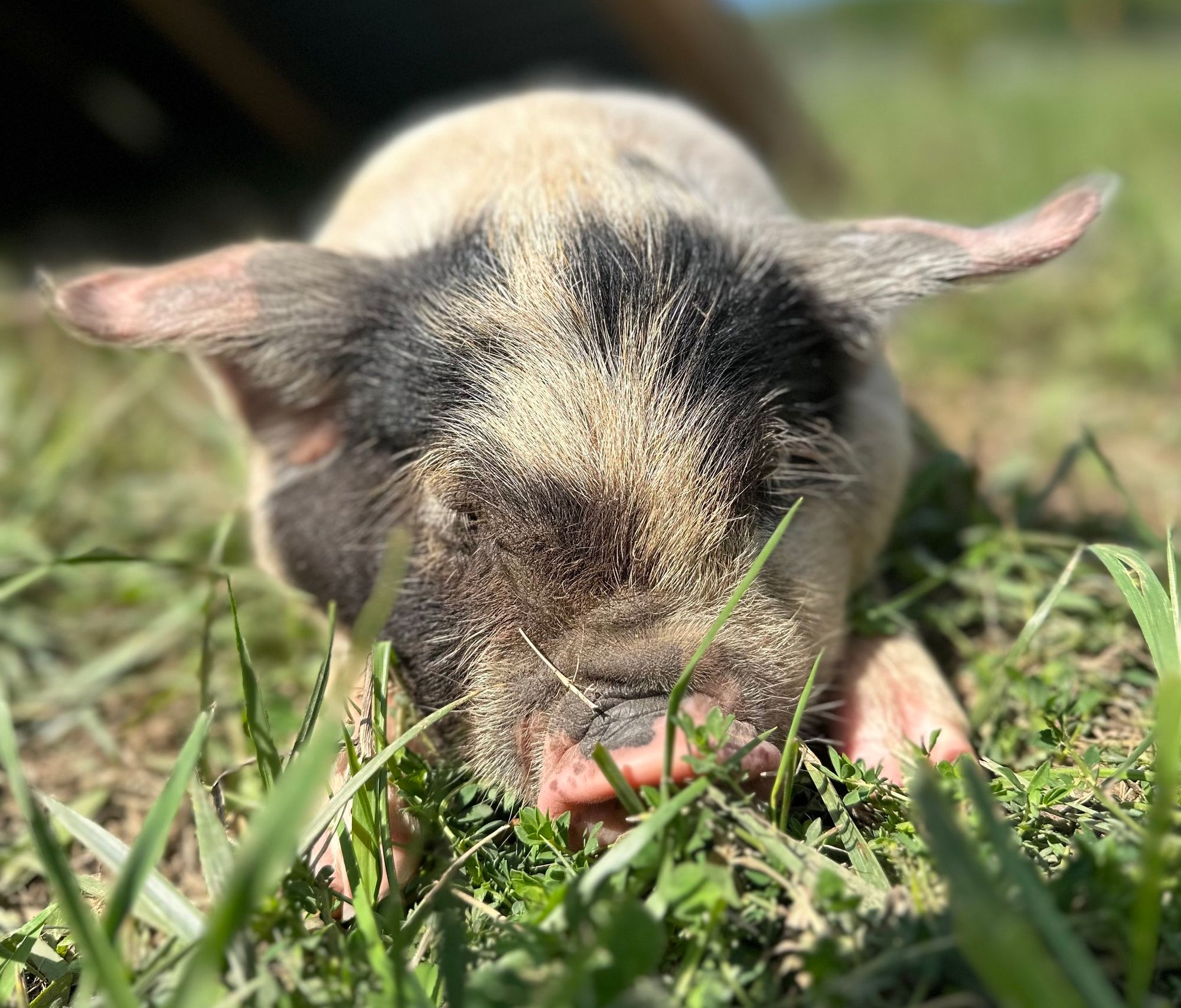 KuneKune Temperatures