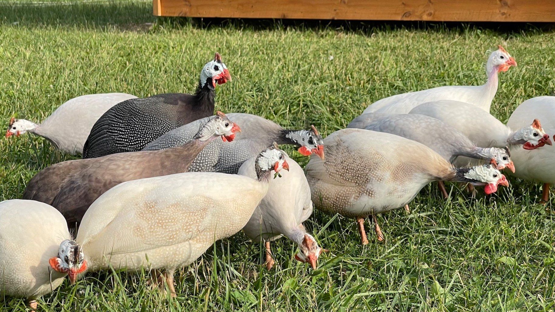 8 Things You Should Know About Raising Guinea Fowl