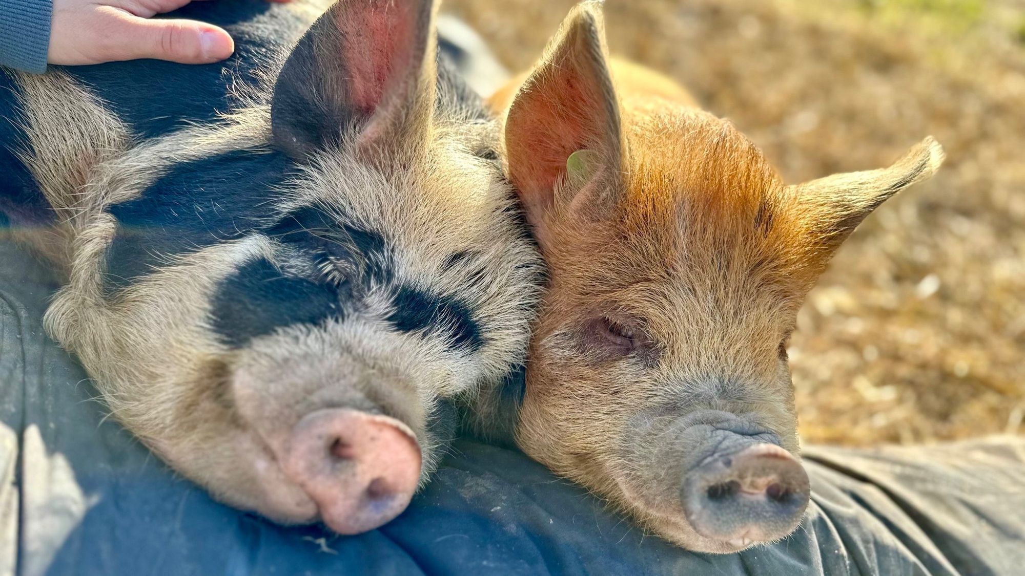 KuneKune Bloodlines