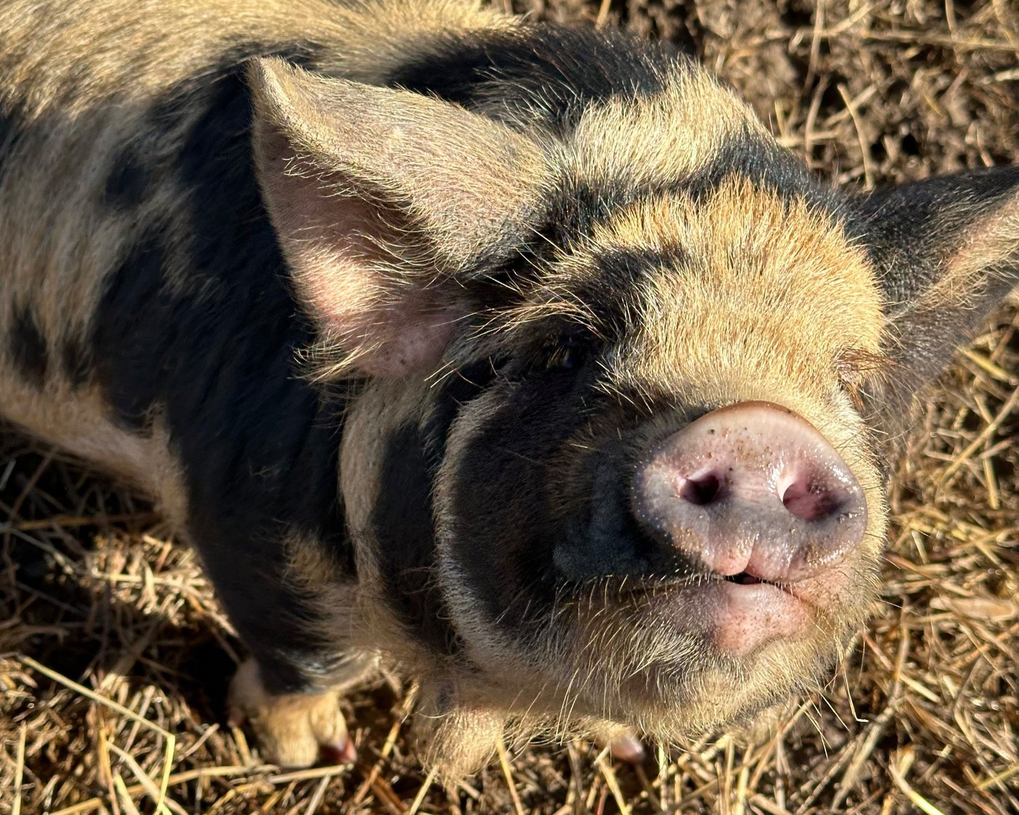 Why You Need a Barrow (or Two or Three…)