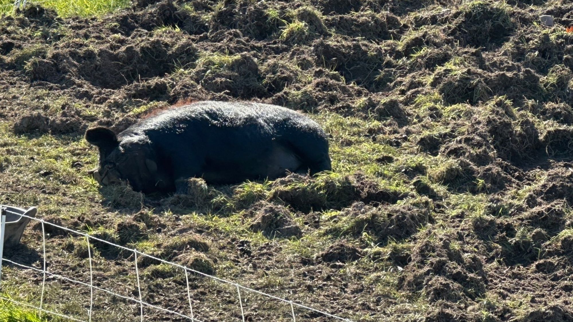 Understanding and Minimizing Rooting Behavior