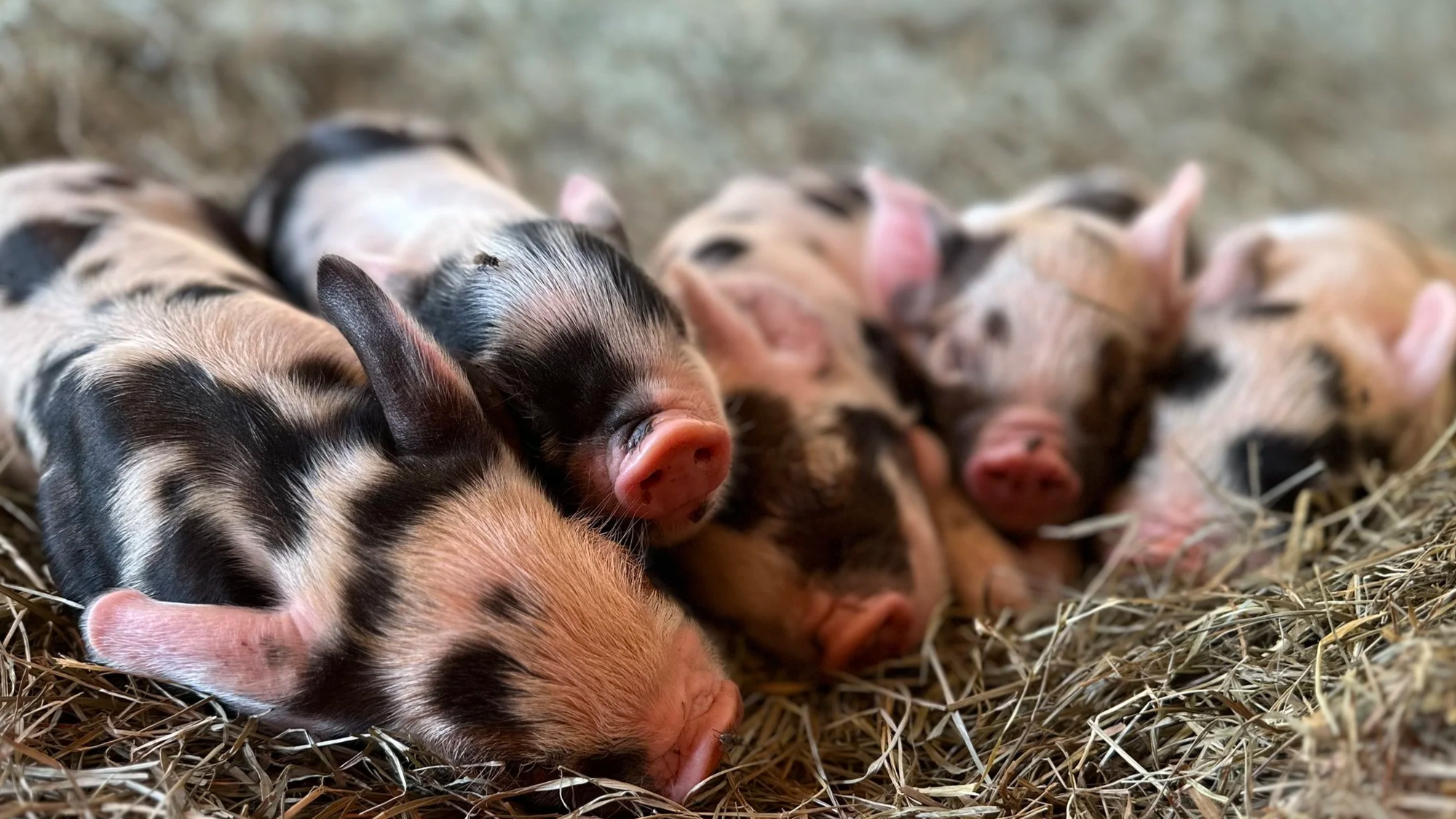 2026 Farrowing Plans!