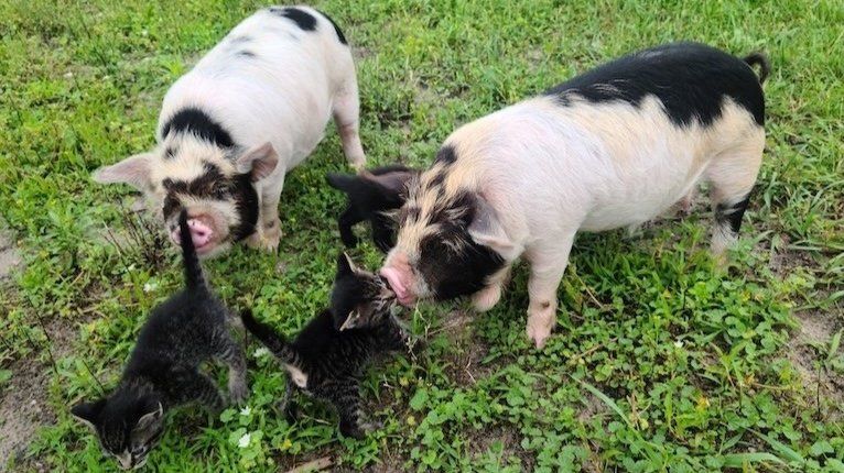 Can KuneKune Pigs Cohabitate with Other Livestock?