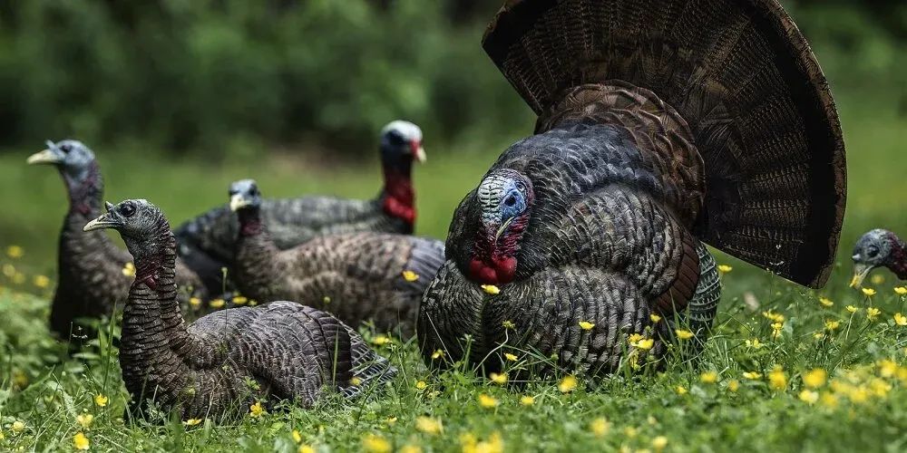 Review: Avian-X Turkey Decoys