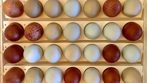 Review: Farm Innovators 4250 Pro Series Circulated Air Incubator with Automatic Egg Turner