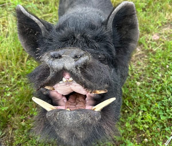 How Big Do KuneKune Pigs Get?