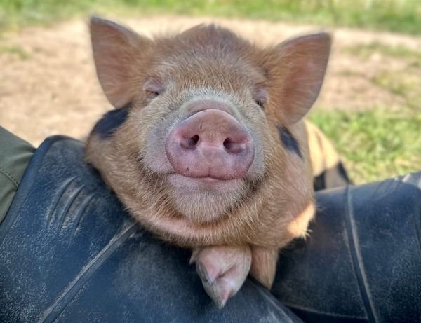 Understanding COI: Why We Focus on Low Coefficient of Inbreeding